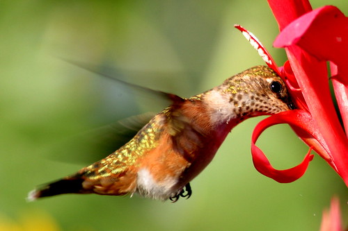 Hummingbird by Wind Home