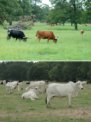 usa field cow diptych texas cattle horns pasture steer collegestation bovine brahman