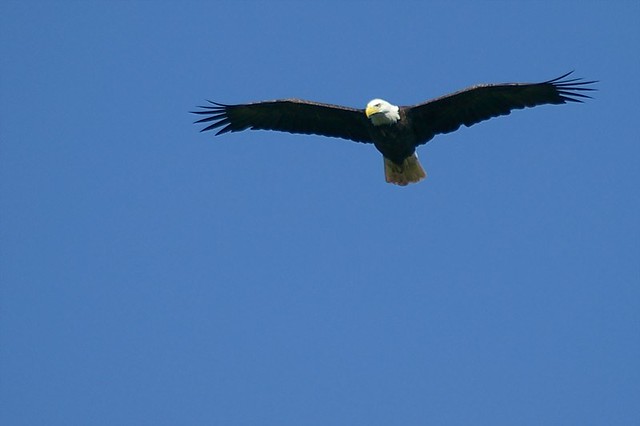 Let the eagle soar II