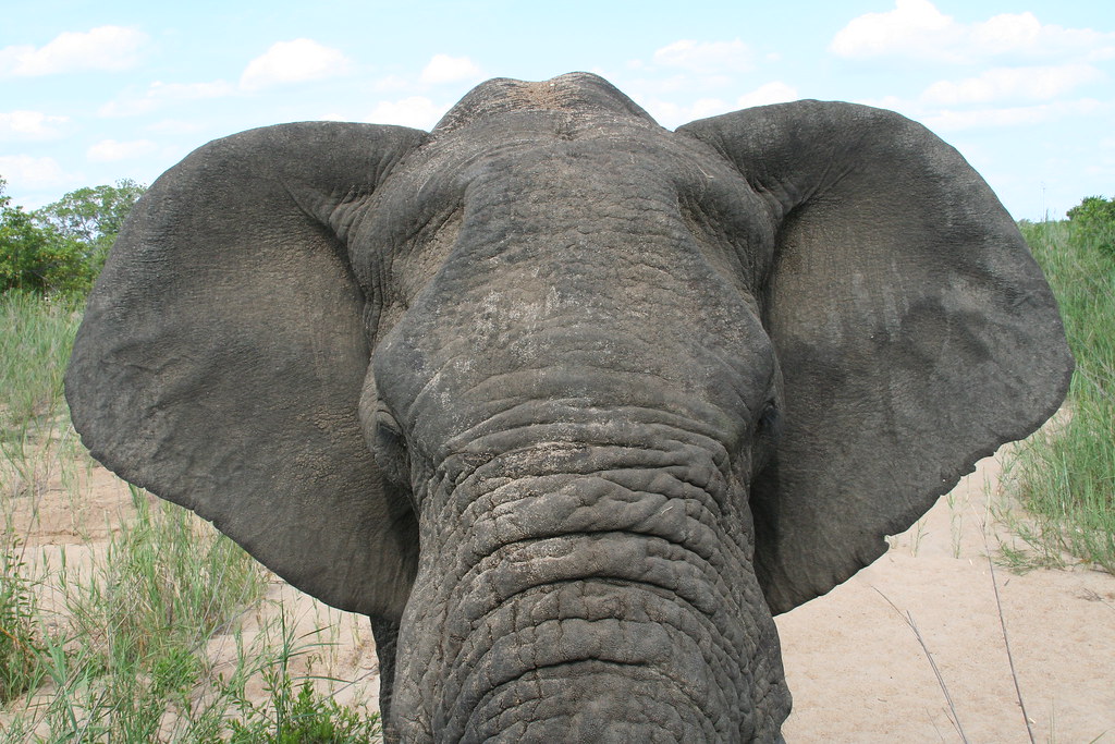 Ухо африканского слона. Уши слона. Уши африканского слона. Форма ушей слона. Уши слона фото.