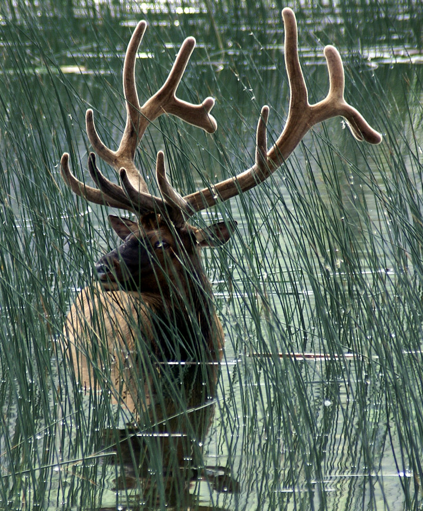 Elk | Astrid Van Wesenbeeck | Flickr