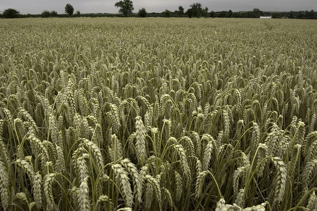 Wheat field toned