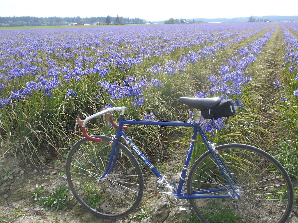 Skagit delta ride | May flower fields in the Skagit delta. O\u2026 | Flickr