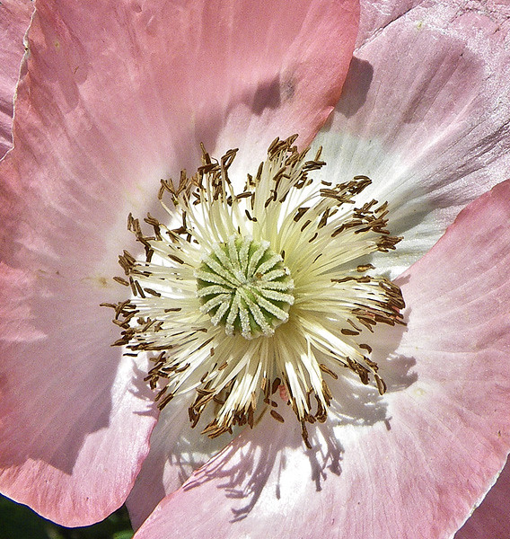 Pale Pink Poppy