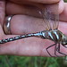 Flickr photo 'Lance-tipped Darner - Aeshna constricta' by: Stylurus.