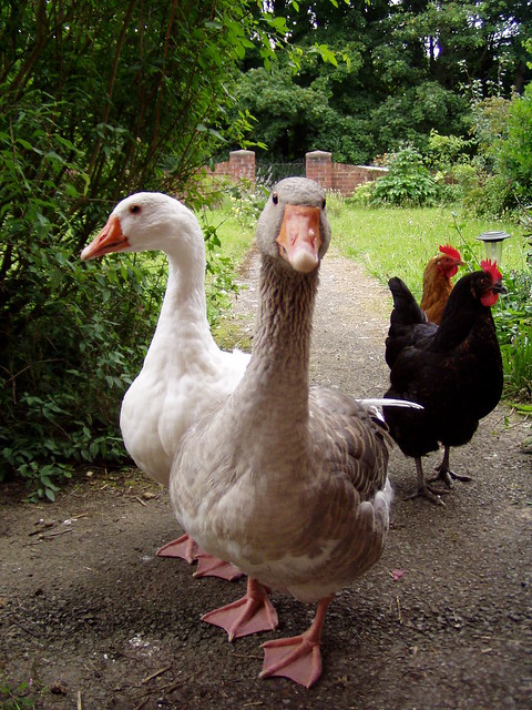 Confused geese