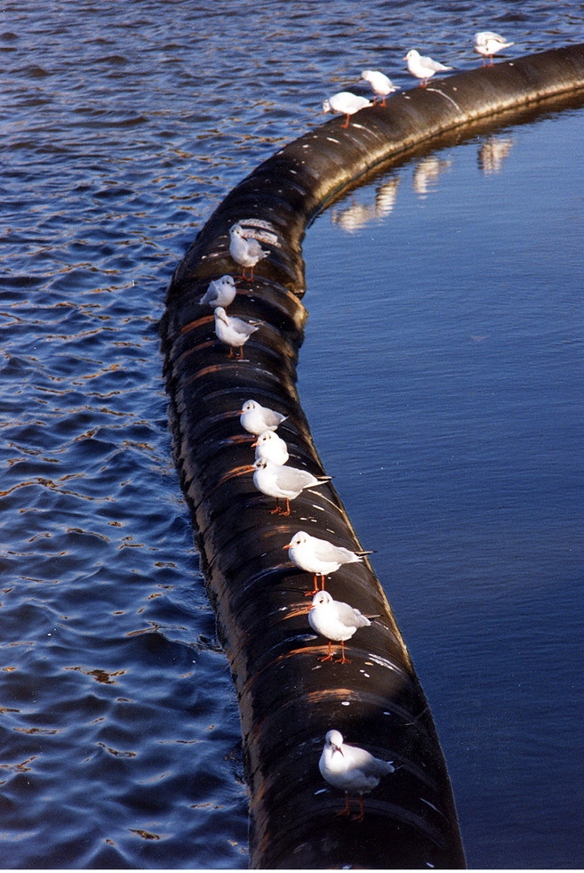 Cumberland Basin seagulls by crabchick