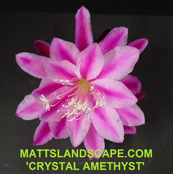 Epiphyllum CV 'CRYSTAL AMETHYST'