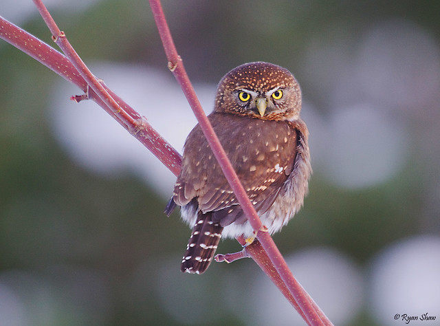 Northern Pygmy-Owl (Glaucidium californicum)