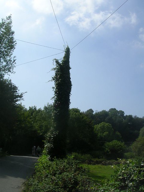 Captured triffid Don't panic. Its actually a telegraph pole near Icklesham. Rye Circular