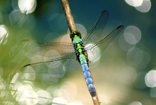 Dragonfly by Greg Adams Photography