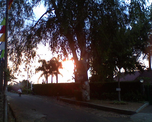 street sunset sun tree leaves dago goldenhours