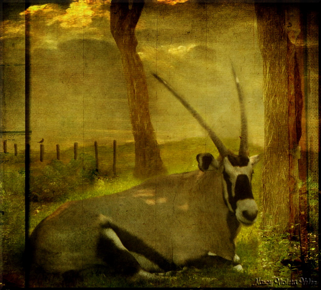 Gemsbok (Oryx gazella) in texture