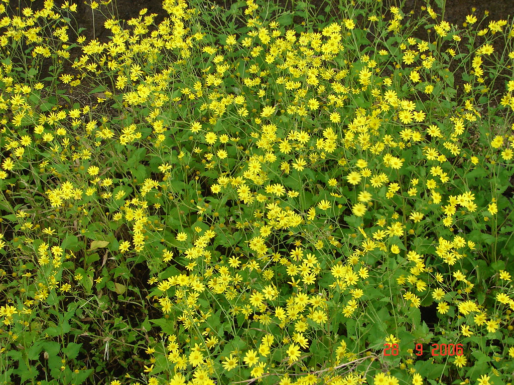 Flowers in Warandha Ghat | In September / October Warandha g… | Flickr