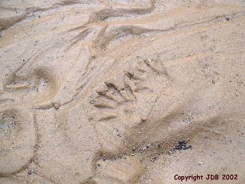 Raccoon Tracks | by jdbennett55