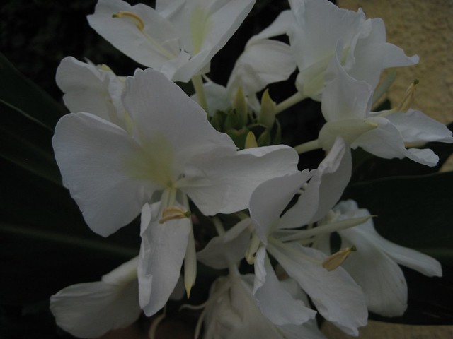 Butterfly Lilies- close up.