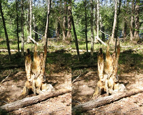 crosseye stump tremblant saltlick stereophography