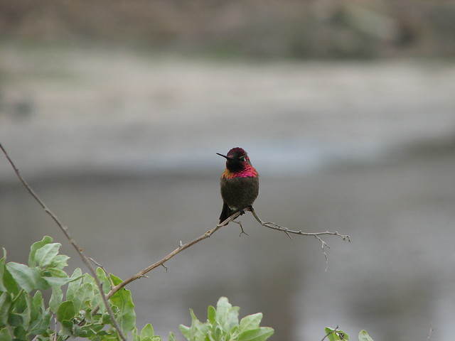 298: Annas Hummingbird