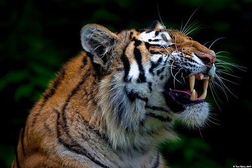 animals zoo wildlife tiger 2009 peoriail canon5dmarkii