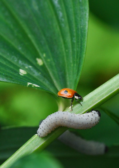 Ladybird meets caterpillar