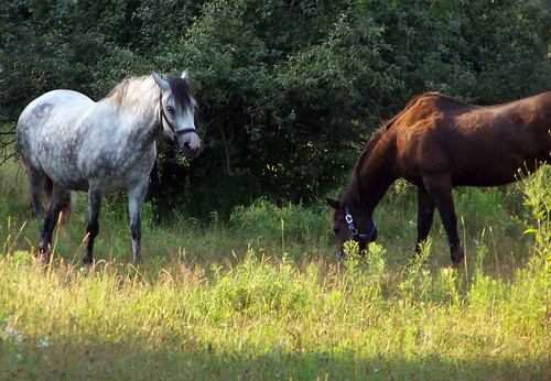 sunset horses upstateny greenville august2007