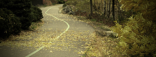 Fall Path | by Sharon Mollerus