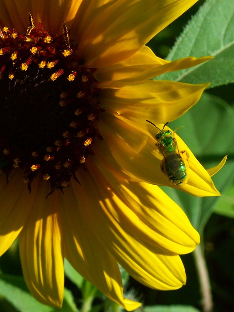 Green Bee, Yellow Flower