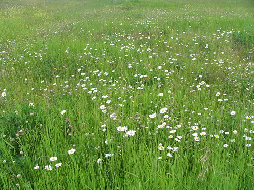 Wild Flowers by Outlander 650, flowers