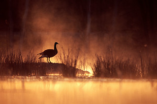 Sunrise on the marsh