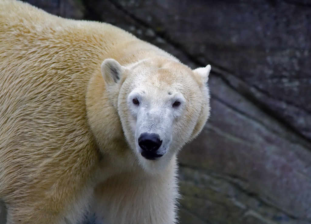 Polar bear by Martini DK