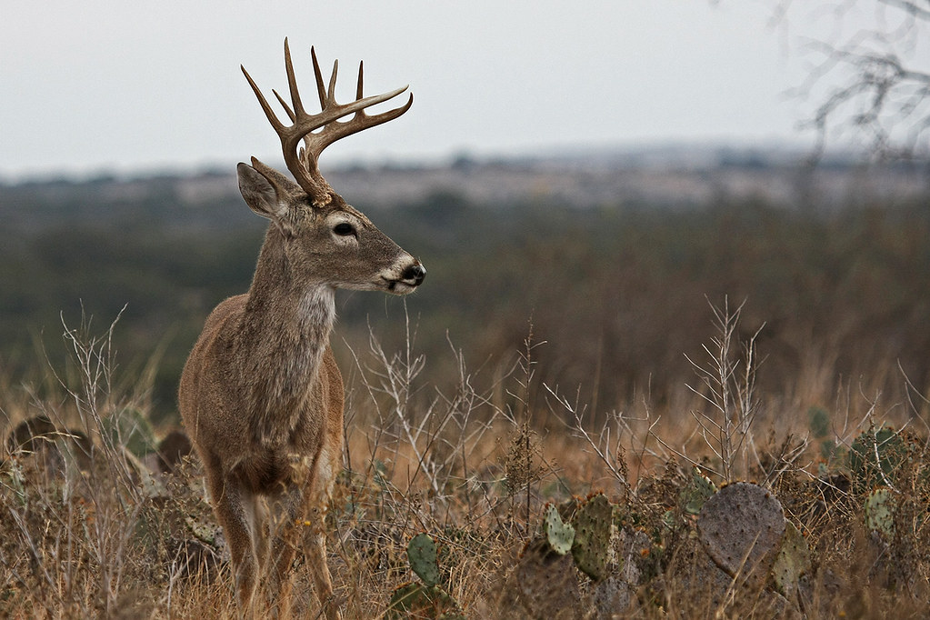 Whitetail Deer - Brady, TX Area