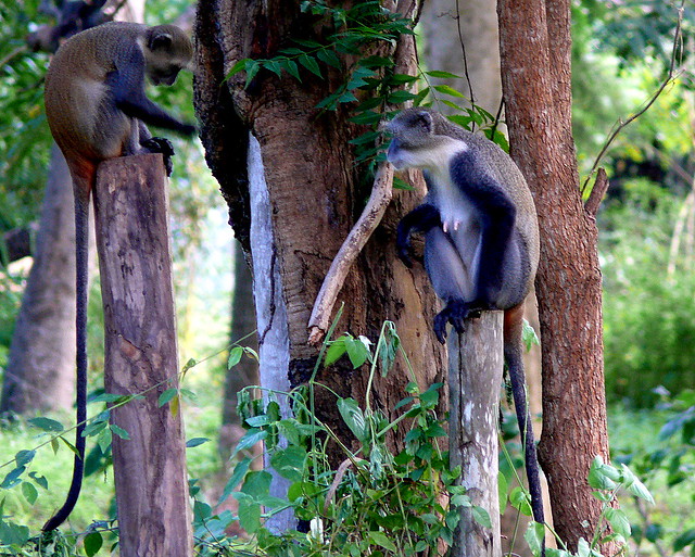 Scimmie all'Arabuko Sokoke Forest