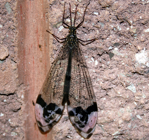 Glenurus gratus (Order Neuroptera)