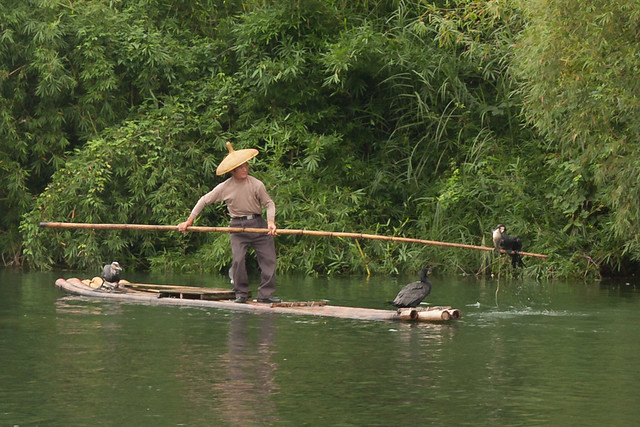 Cormorant fishing in Guilin