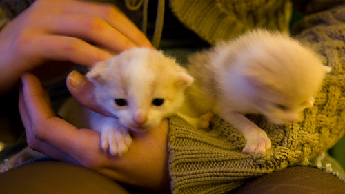 how to help sad or depressed cats and a baby siamese cat adult siamese cat