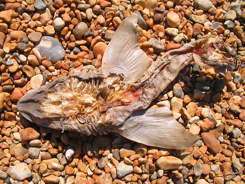 sun dried fish