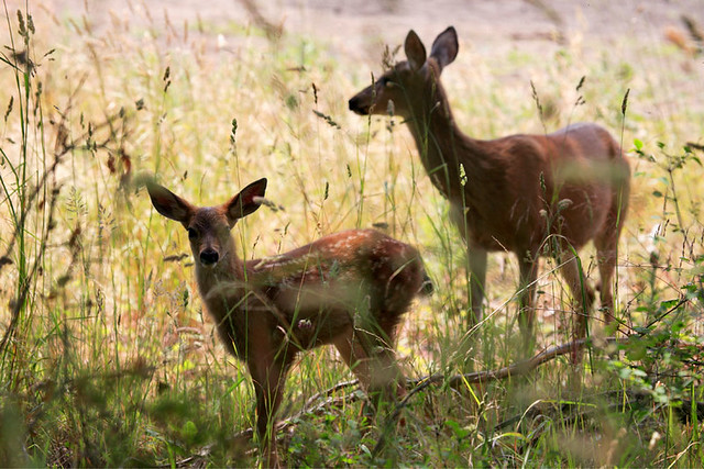 Black Tailed Fawn and Mom