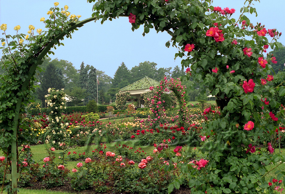 The Rose Garden at Hershey Gardens | I am heading out to Har… | Flickr