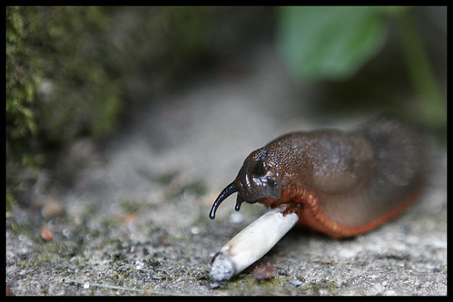 Do Slugs have lungs?
