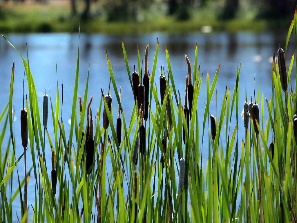 Low Bull Rushes Bull Rushes | nature in Dof | Ken Hircock | Flickr