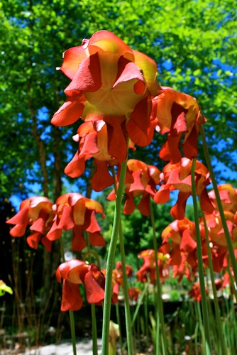 Pitcher Plant | by Nicole Blevins