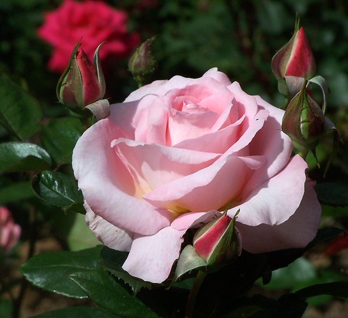 pink petals | by happy housewife2007