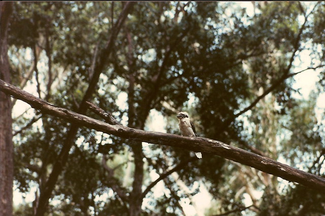 Kookabura Yarra Valley 97