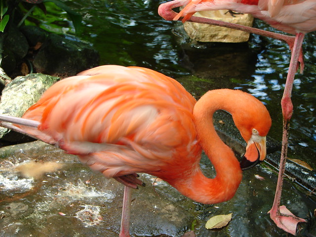 Caribbean or American Flamingo (Phoenicopterus ruber)