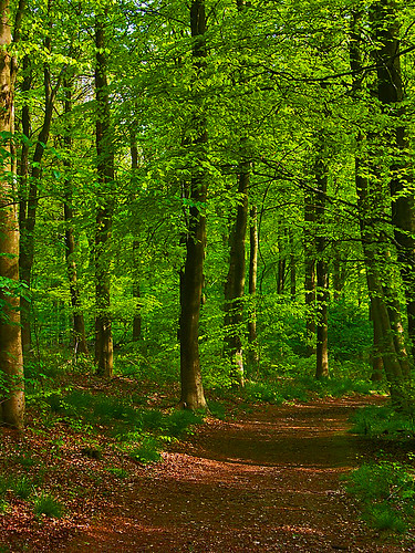 light england green sunshine photography bravo path topv1111 algo halton chilternforest 50f colorphotoaward treesubject
