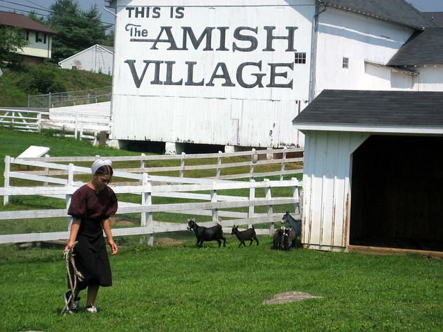 Amish girl doing chores