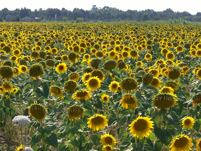 Field of Sunflowers, Tuscany, Italy