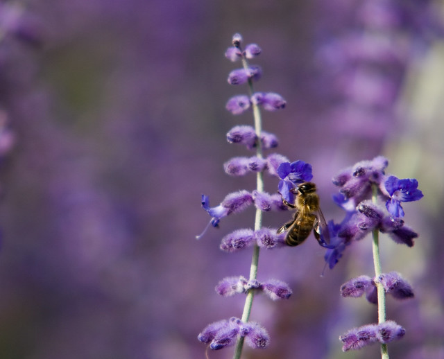 Lavender Bee, Leeds Castle Garden