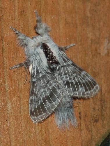 county copyright david grey washington photos small moth september anderson photographs clark moths lasiocampidae wa dorsal bmna 7677 lakemerwin 92306 familylasiocampidae tolypedistincta tolype macromphaliinae