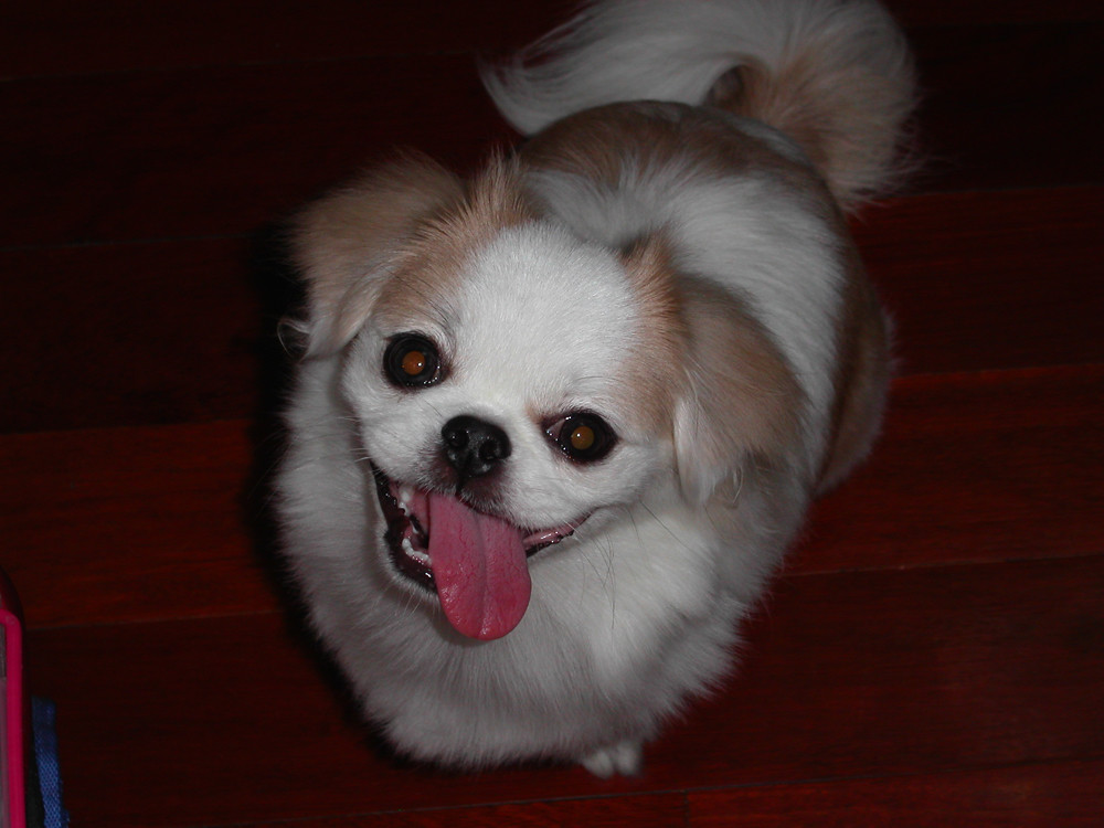 My Dog